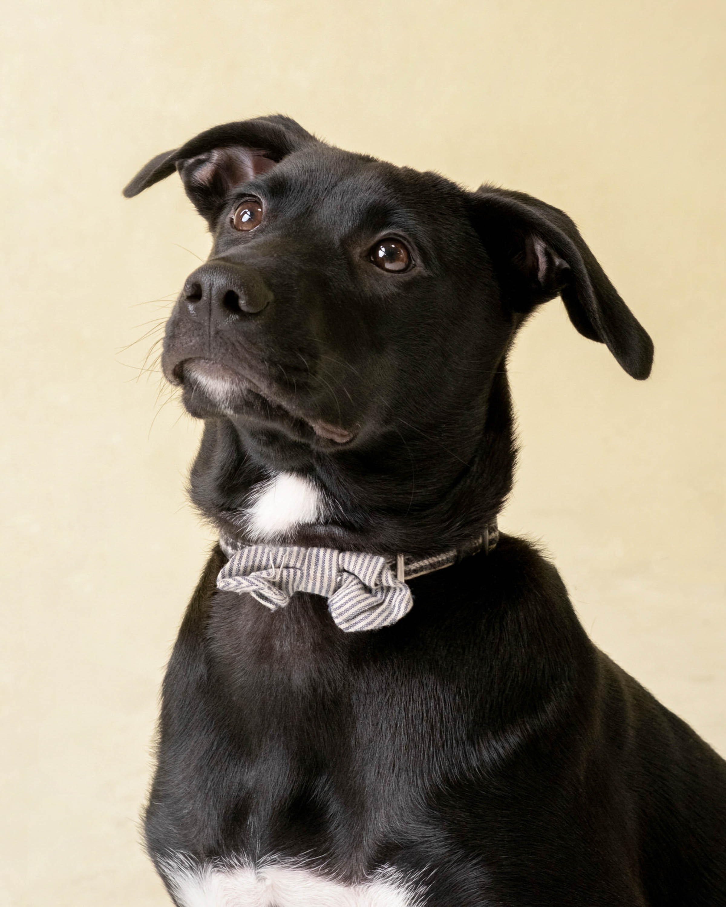 Black dog wearing a striped bow tie for a studio portrait